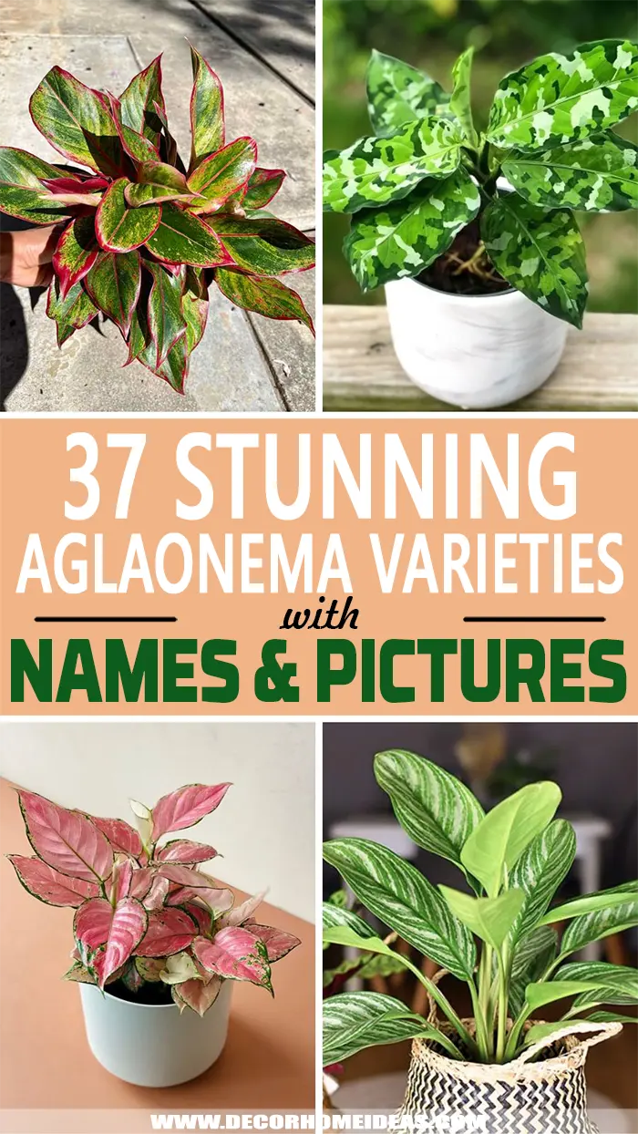 Best Aglaonema Varieties. Make your home more lively and beautiful by growing one of the most colorful houseplants! Chinese evergreen is an easy-to-grow plant that survives well in every indoor condition. #decorhomeideas