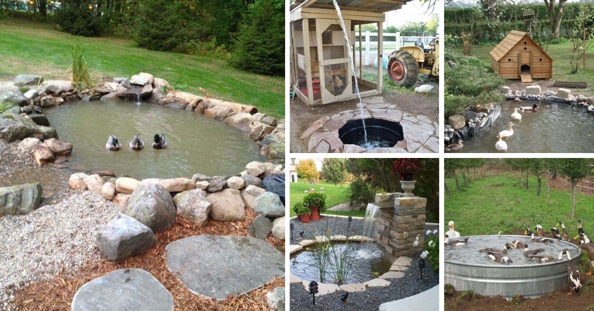 Best Backyard Duck Pond Ideas