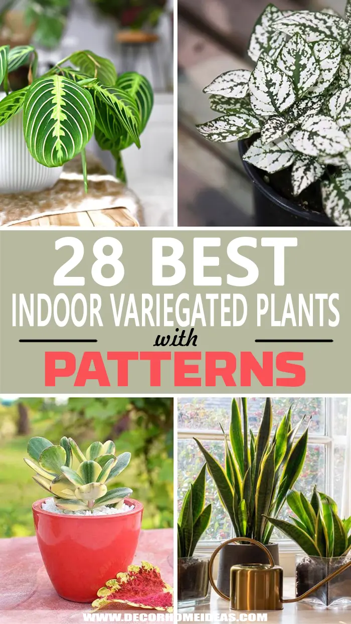 Best Indoor Variegated Plants. Looking for a pop of color in your home? Check out these fantastic indoor variegated plants with stunning patterns and add them to your home decor theme. #decorhomeideas