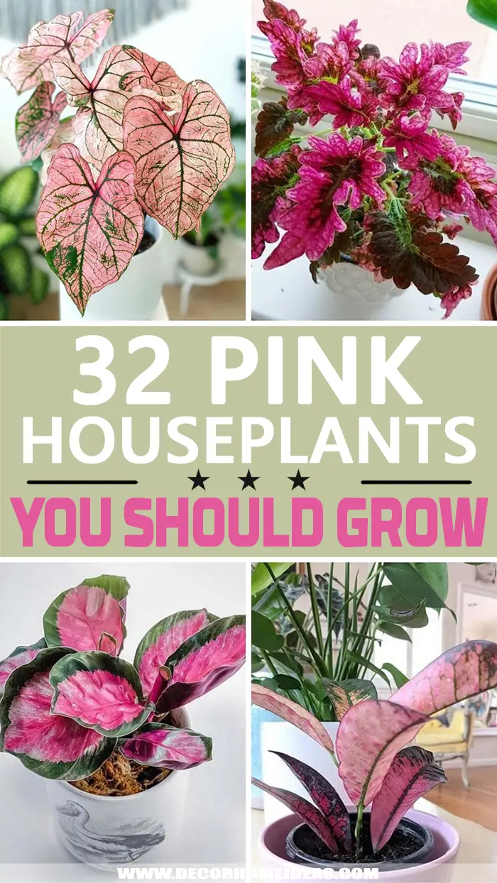 Best Pink Houseplants. Add a pop of color to your home with these amazing pink houseplants that are easy to grow and require low maintenance. #decorhomeideas