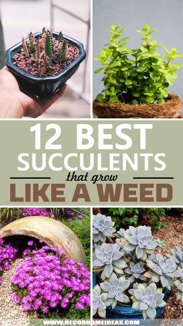 Best Succulents That Grow Like Weed. Take a look at some weeds like growing succulents that anyone can grow. They are easy to care for and require low maintenance.  #decorhomeideas