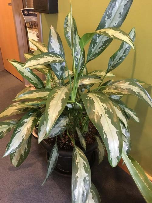 Black Lance Aglaonema