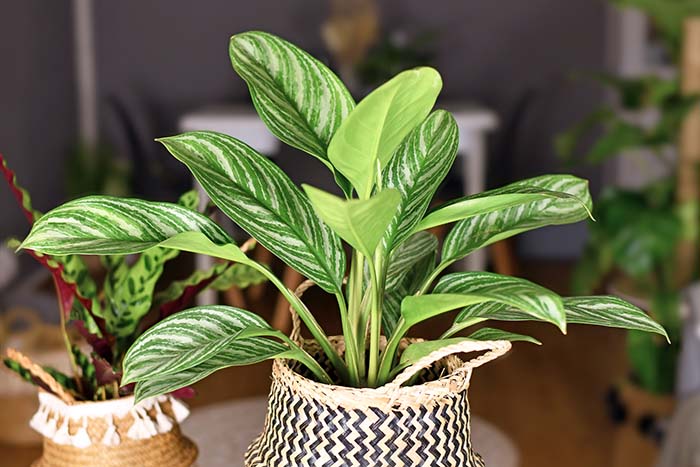 Chinese Evergreen Aglaonema