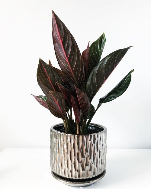 Chocolate Aglaonema