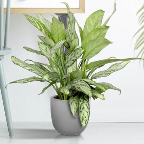 Commutatum Houseplant