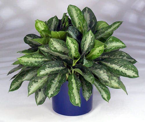 Deborah Aglaonema