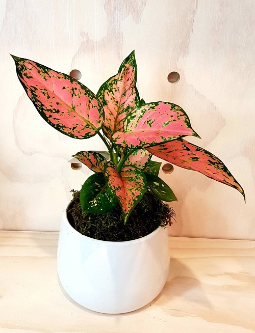 Favonian Aglaonema