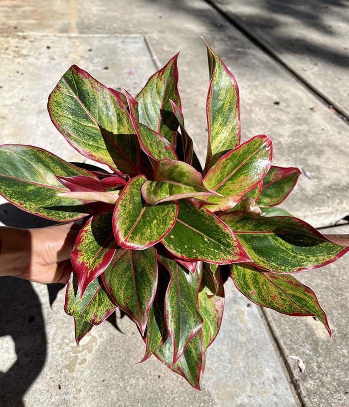 Georgis Ruby Chinese Evergreen