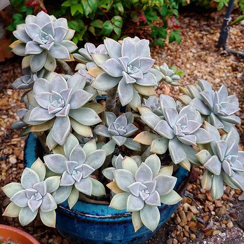 Ghost Plant Succulent