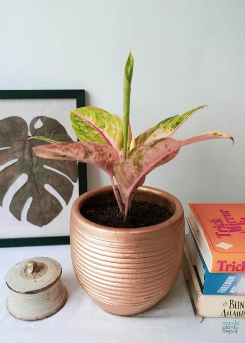 Harlequin Aglaonema