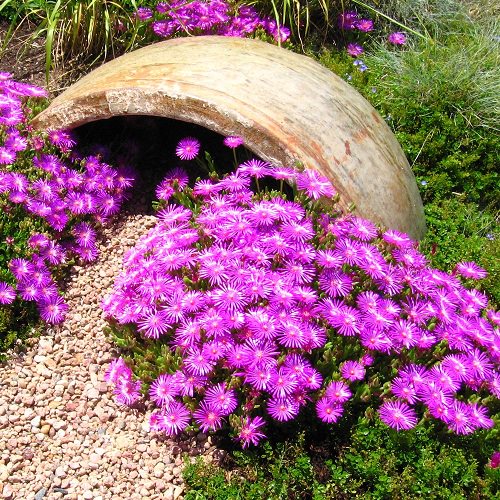 Ice Plant Succulent