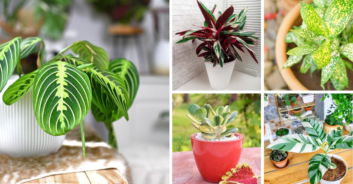 28 Beautiful Indoor Variegated Plants with Patterns