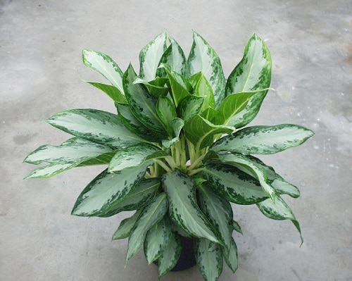 Leprechaun Aglaonema