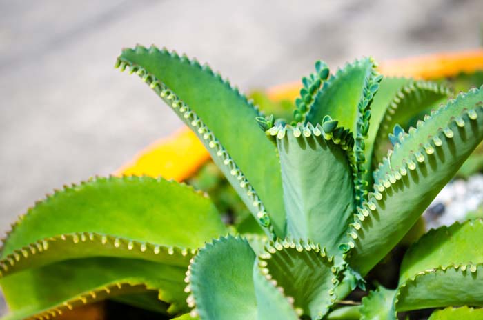 Mother of Thousands Succulent