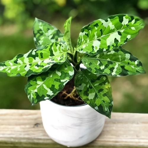 Pictum Tricolor Houseplant