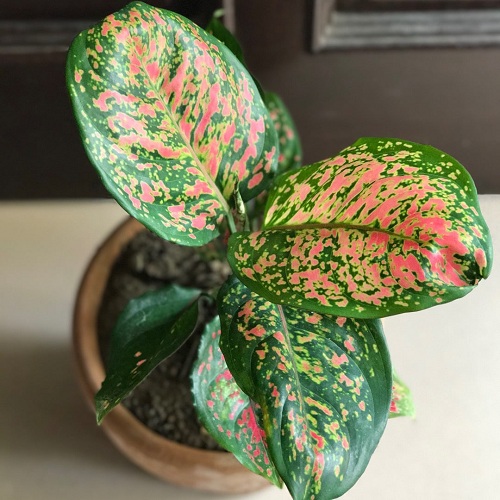 Pink Dalmatian Houseplant