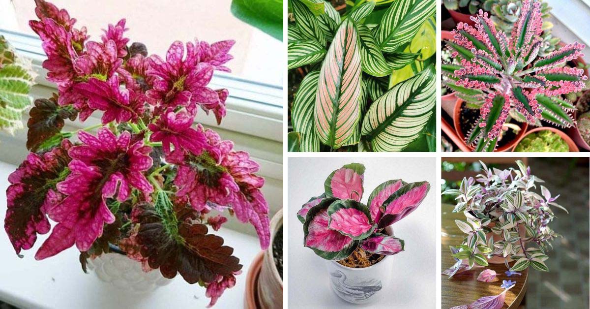 Pink Houseplants