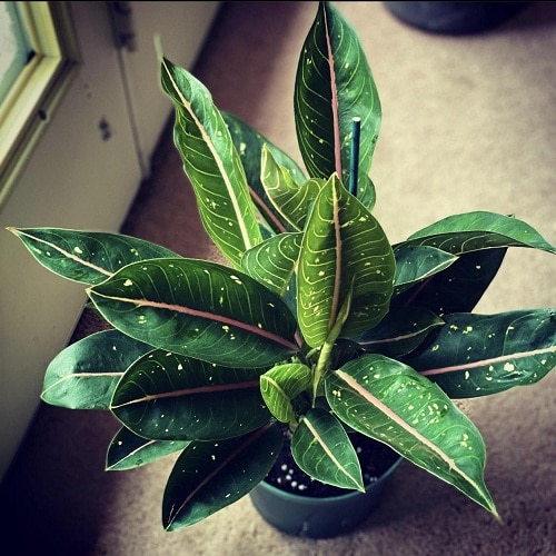 Pink Moon Aglaonema