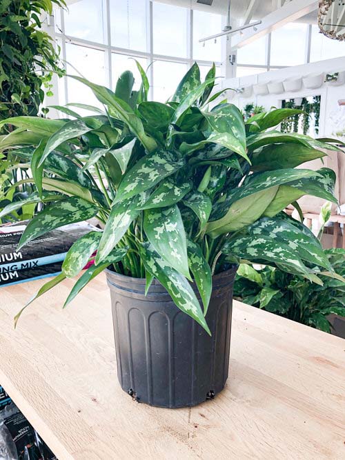 Pure Maria Aglaonema