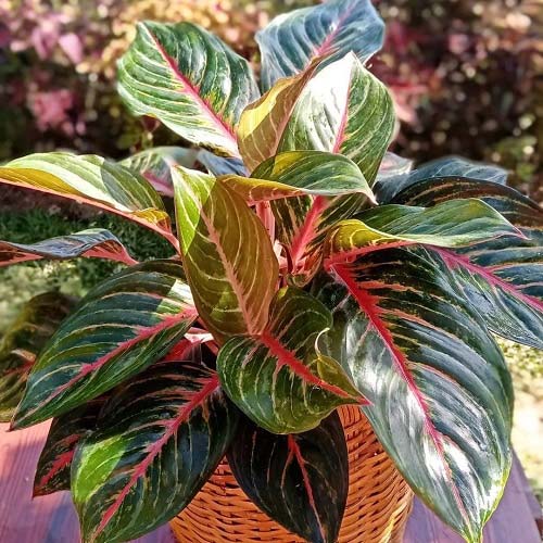 Red Emerald Chinese Evergreen