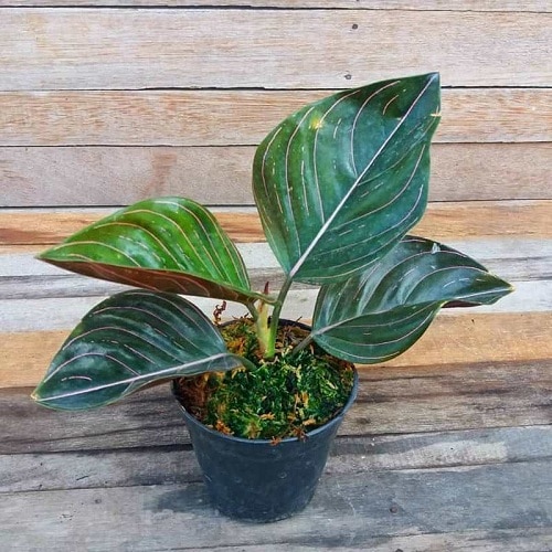 Rotundum Aglaonema