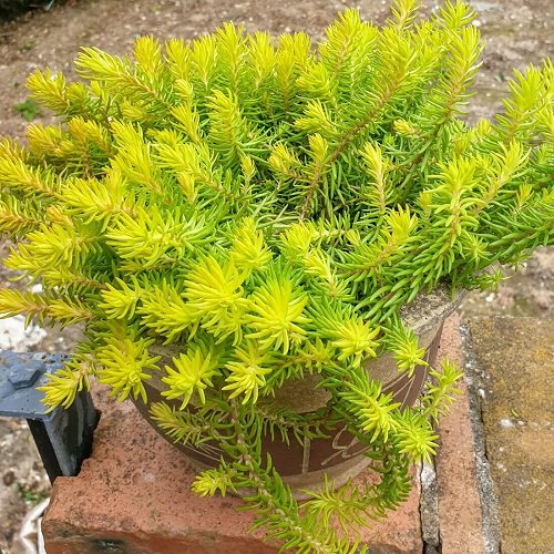 Sedum Plant Succulent