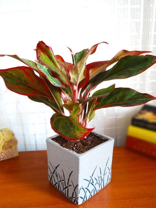 Siam Aurora Houseplant