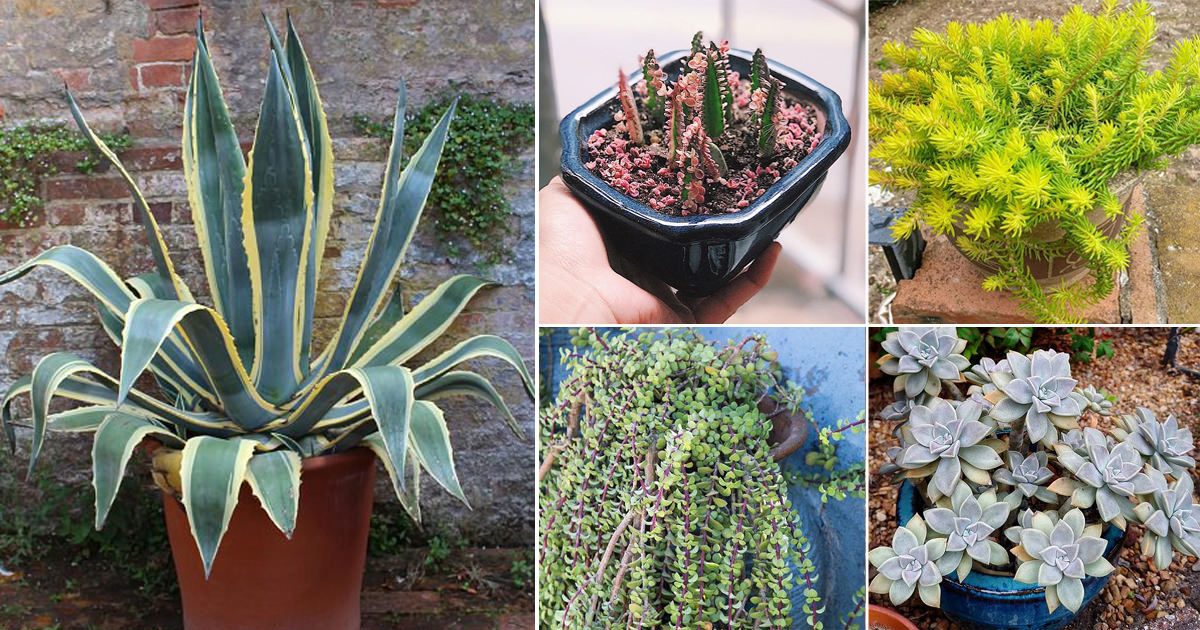 Succulents That Grow Like Weed