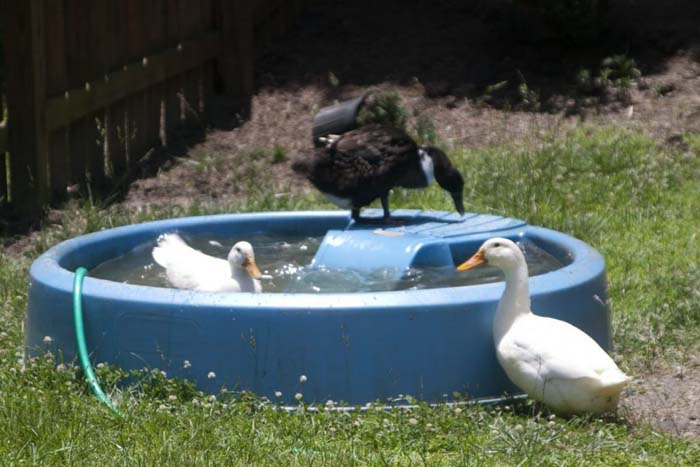 Reuse Kiddie Pool for Ducks
