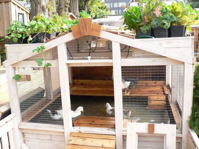 Enclosed Duck Spa