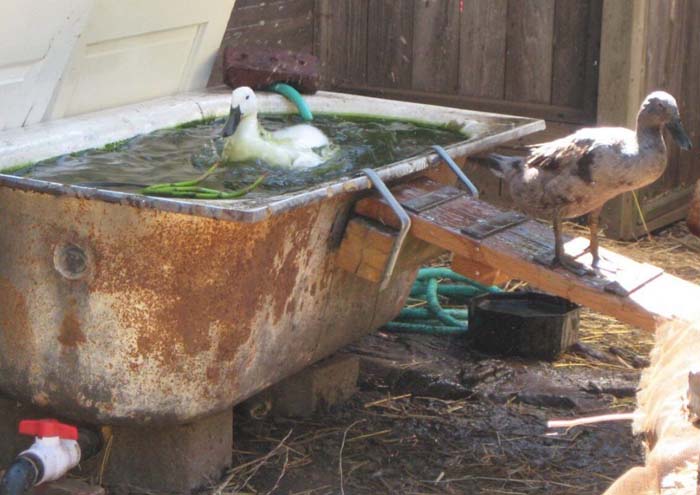 Duck Pond From Reclaimed Bathtub