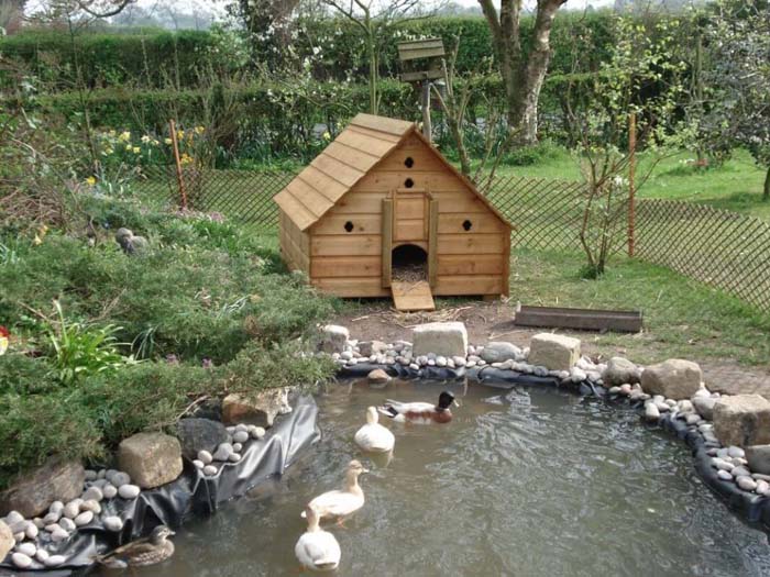 Duck Pond and Shelter in a Pen