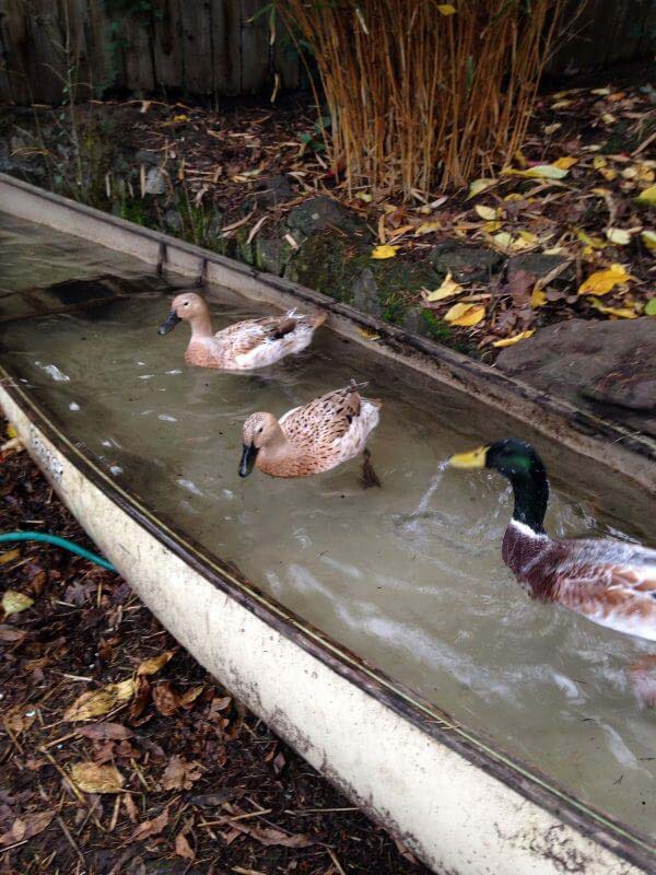 Repurpose a Canoe as a Duck Pond