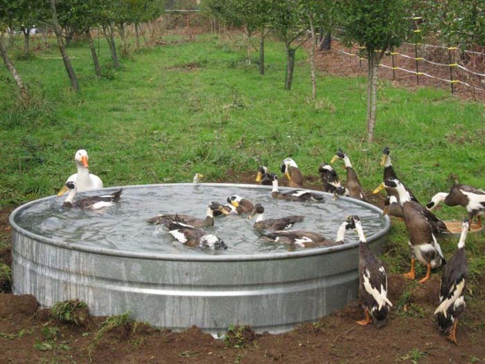 Stock Tank Duck Pond