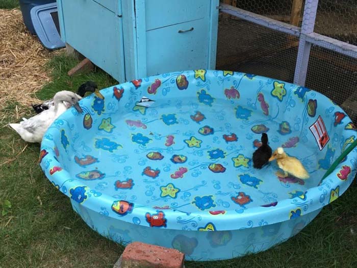 Plastic Kiddie Pool