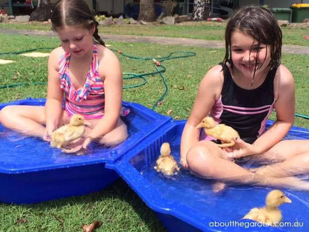 A Baby Pool for Ducklings