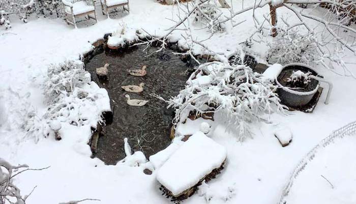 Duck Pond with a Bio-filter