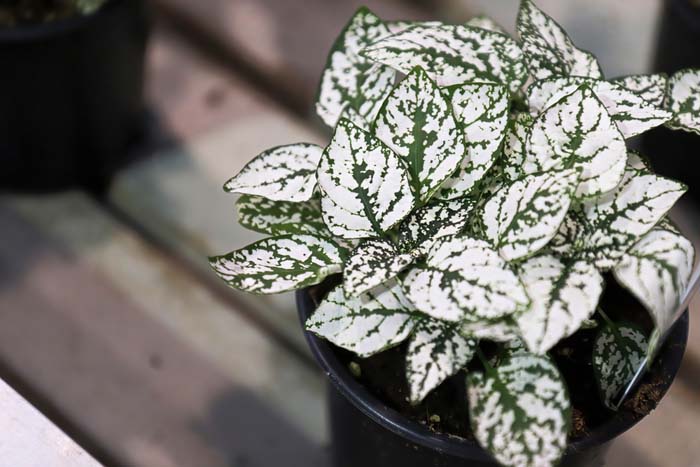 13. Polka Dot Plant #decorhomeideas