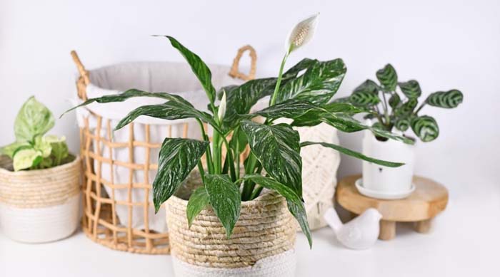 16. Peace Lily Domino #decorhomeideas