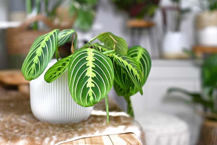 18. Prayer Plant #decorhomeideas