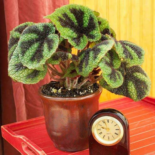 19. Crinkle Leaf Begonia #decorhomeideas