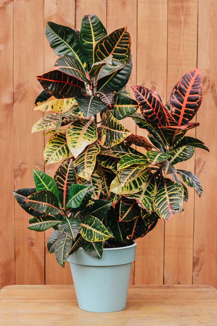 2. Croton 