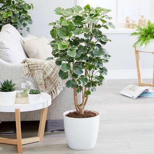 20. Balfour Aralia #decorhomeideas