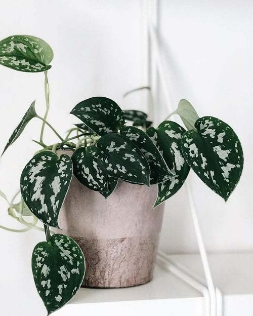 21. Silver Satin Pothos #decorhomeideas