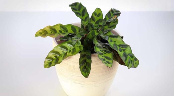 24. Rattlesnake Plant #decorhomeideas