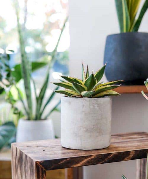 27. Agave lophantha #decorhomeideas