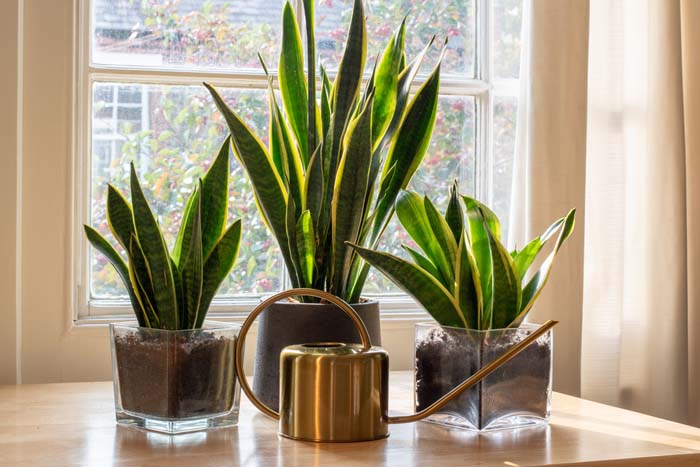 6. Snake Plant #decorhomeideas