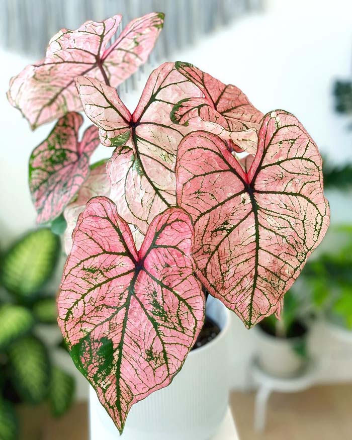 1. Caladium #decorhomeideas