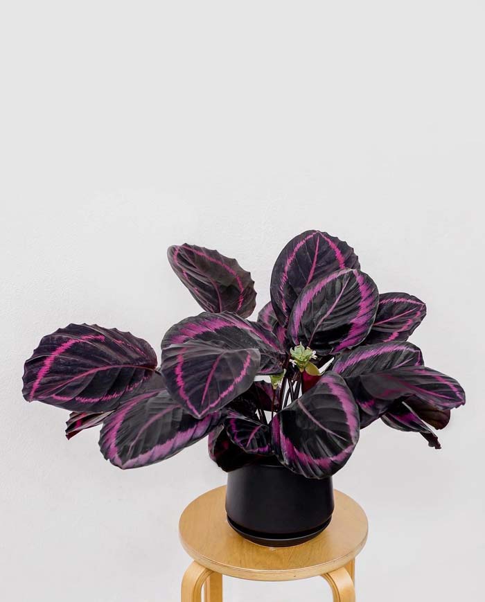 10. Black Lipstick Calathea #decorhomeideas