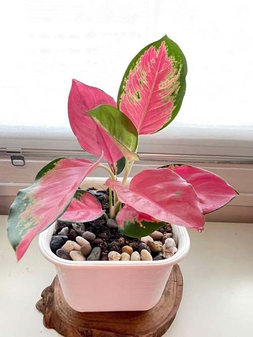 12. Aglaonema #decorhomeideas